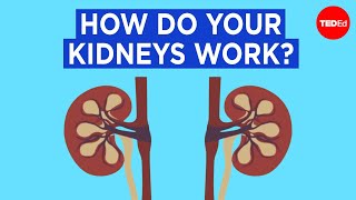 How do your kidneys work  Emma Bryce [upl. by Nimajnab490]