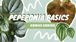 PEPEROMIA PLANT CARE  COLLECTION  houseplant genus series [upl. by Aima]