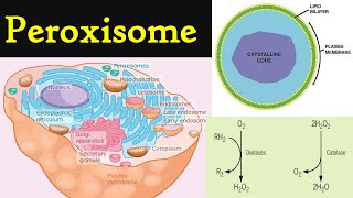 Peroxisome  structure and functions of Peroxisome  Cell organelles peroxisomes [upl. by Chaney41]