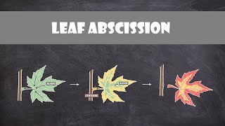 Leaf Abscission  Plant Biology [upl. by Nertie]