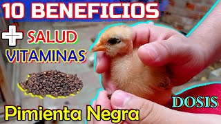 ▶ ¿Por qué dar PIMIENTA NEGRA⚫ a POLLITOS🐥🐤 y GALLINAS🐔  Remedios Naturales [upl. by Trefler57]