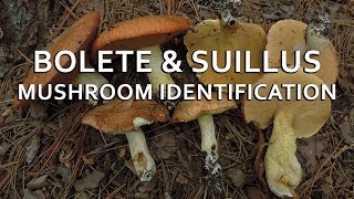 Bolete amp Suillus Mushroom Identification with Adam Haritan [upl. by Eenitsed]