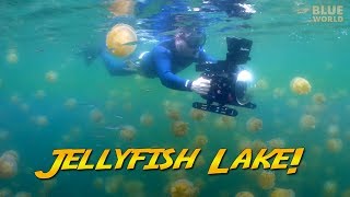 Palau Jellyfish Lake Would you swim with a million jellyfish [upl. by Enisamoht113]