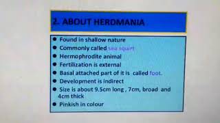 Herdmania structure amp Life cycle [upl. by Anilat]