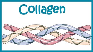 Collagen  Structure classification biosynthesis and clinical importance [upl. by Lethia34]