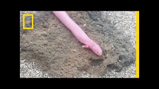 Bizarre Legless Lizard Has TRex Arms  National Geographic [upl. by Idoj]