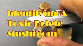 Identifying A Toxic Bolete Mushroom [upl. by Fellner202]