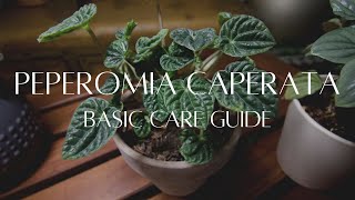 PEPEROMIA CAPERATA  The basic care guide [upl. by Obellia]