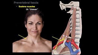 Muscles of the neck [upl. by Ias307]