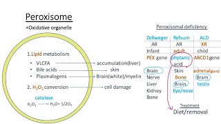 Peroxisome Zellweger syndrome Refsum disease Xlinked adrenoleukodystrophy pathology【USMLE】 [upl. by Robbie]