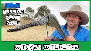 The Spotted Black Snake  Australias Most Venomous Black Snake [upl. by Lekym245]