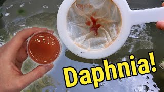 How I Culture Daphnia In Outdoor Tubs [upl. by Ellevel173]