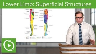 Lower Limb Superficial Structures amp Cutaneous Innervations – Anatomy  Lecturio [upl. by Juakn]