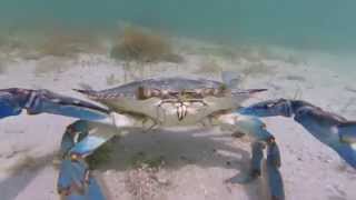 A moment with a blue crab [upl. by Rhee]