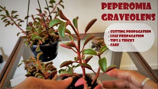 Peperomia Ruby glow Propagtion and care [upl. by Lebasile]