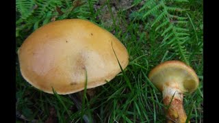 Identifying the Larch Bolete Suillus grevillei Grevilles bolete [upl. by Ylurt]