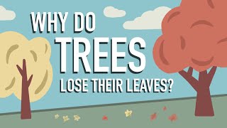 Why Do Trees Lose their Leaves [upl. by Delora]