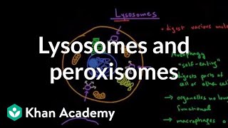 Lysosomes and peroxisomes  Cells  MCAT  Khan Academy [upl. by Naehgem]