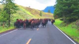 Bison Bison Bison Stampede [upl. by Malloch]