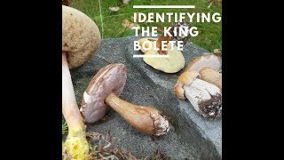 Identifying the King Bolete [upl. by Justin]