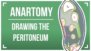 Drawing The Peritoneum [upl. by Haissi]