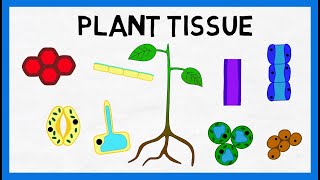 Plant Tissue [upl. by Anilegna210]