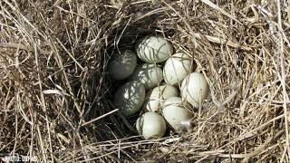 Duck Nests Nature in Your Neighborhood [upl. by Nikki]