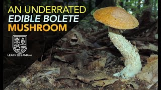 An Underrated Wild Edible Bolete Mushroom [upl. by Hayilaa958]