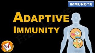 Adaptive Immunity  An Introduction FLImmuno18 [upl. by Mccafferty]