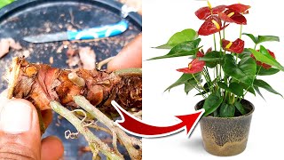 Anthurium Propagation  Anthurium Plant Care [upl. by Acinoryt]