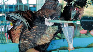 Chicken Breeding Techniques  How To Collect Rooster Sperm and Artificial Insemination in Chickens [upl. by Llertak]