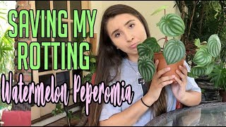 Propagating My Dying Watermelon Peperomia HousePlant [upl. by Danie]