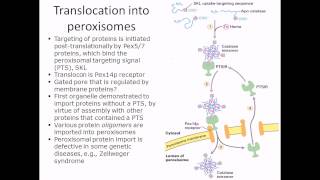 Protein translocation into peroxisome [upl. by Kuster]