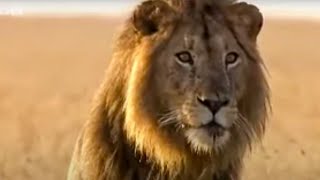 Lion Out of Africa  Why are all the lions disappearing BBC Studios [upl. by Gawen]