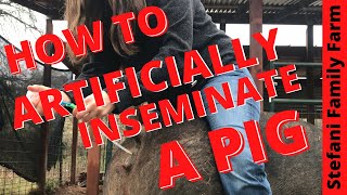 How to Artificially Inseminate AI a Pig  Breeding our Pig [upl. by Duma]