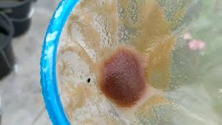 How to culture daphnia moina in a small container Part 1 English Subtitle [upl. by Laws42]