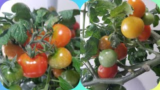 Grow Tiny Tim Tomatoes in Aerogarden Harvest Hydroponics [upl. by Elfie662]