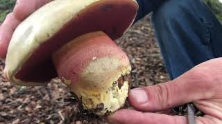 Identifying the Satans Bolete Rubroboletus satanas [upl. by Yhtrod]