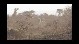 Insane Lion sighting  Kruger National Park [upl. by Othe]