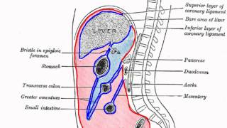 Peritoneal Cavity  Part 1  Anatomy Tutorial [upl. by Burget]