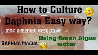 Daphnia MagnaHow to Culture Daphnia Easy wayCulturing Daphnia using Green water Daphnia [upl. by Doownyl181]