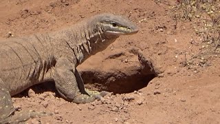 Bungarra in outback Western Australia [upl. by Eba]