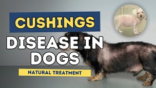 Cushings Disease in Dogs Natural Treatment [upl. by Adli]