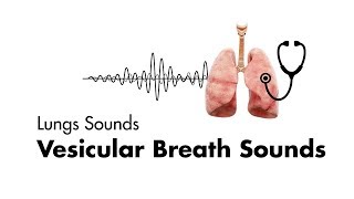 Vesicular Breath Sounds  Normal Lung Sounds  MEDZCOOL [upl. by Audres]