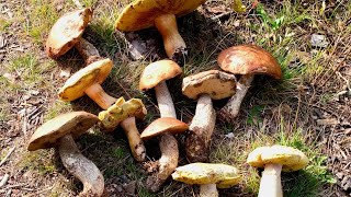 How to grow any wild mushrooms Mother Nature’s recipe [upl. by Gagliano]