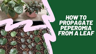 How to Propagate Peperomia from a Leaf [upl. by Eimilb914]