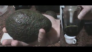 Cómo hacer aceite de aguacate o palta casero  avocado oil  DIY [upl. by Annawt584]