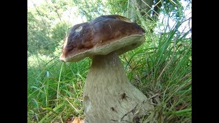 Large Penny Bun Porcini Cep King Bolete Boletus edulis identification [upl. by Milah382]