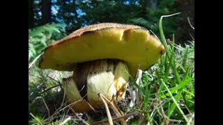 The Butter Bolete Butyriboletus appendiculatus Boletus appendiculatus [upl. by Drusy743]