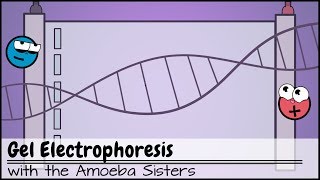 Gel Electrophoresis [upl. by Ewall]